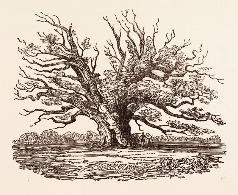 THE FAIRLOP OAK, IN HAINAULT FOREST in the London Borough of Redbridge, UK, britain, british, europe, united kingdom, great britain, european