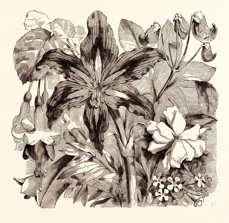 SEPTEMBER. Fuschia "Duchess of Lancaster". Philesia buxifolia. Amaryllis reticulata. Impatiens Jerdoniae. Gardenia radicans. Saponaria multiflora
