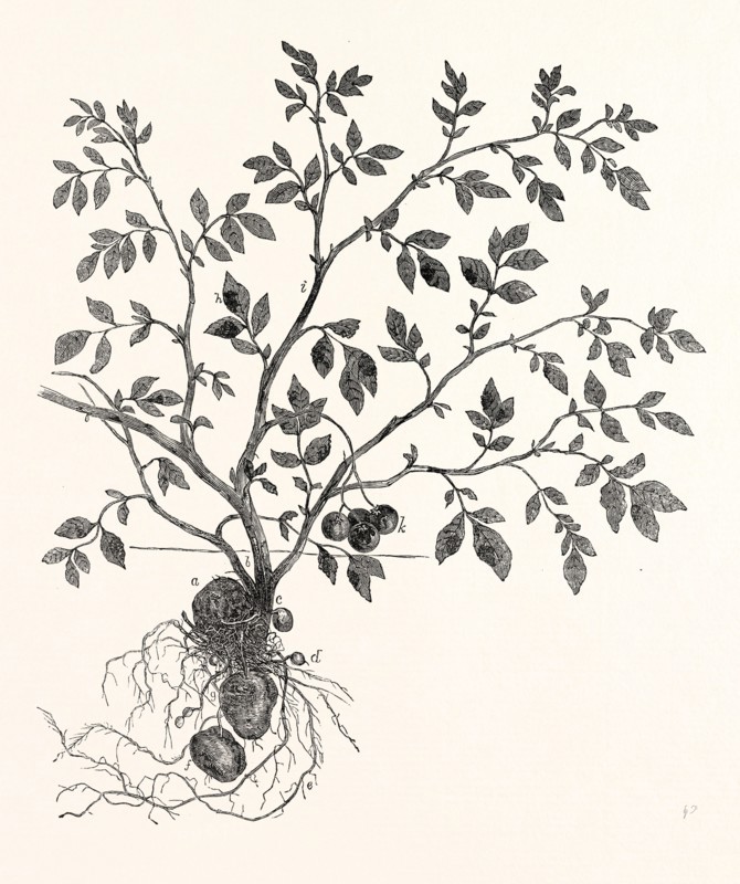 THE POTATO PLANT