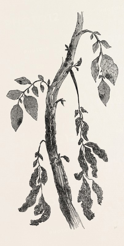 DISEASED STEM OF A POTATO PLANT, NATURAL SIZE