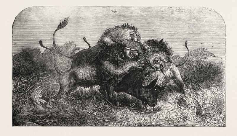 DR. LIVINGSTONE'S MISSIONARY TRAVELS AND RESEARCHERS IN SOUTH AFRICA: THREE LIONS ATTEMPTING TO DRAG DOWN A BUFFALO, AS SEEN BY MR. OSWELL AND MAJOR VARDON, 1857
