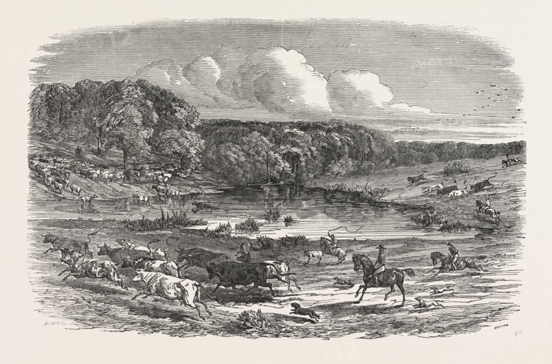 CATTLE MUSTERING IN AUSTRALIA, 1850