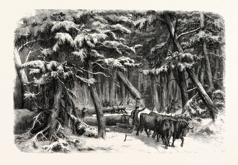 LUMBERING IN NEW BRUNSWICK, LUMBERMEN AT WORK IN THE FOREST