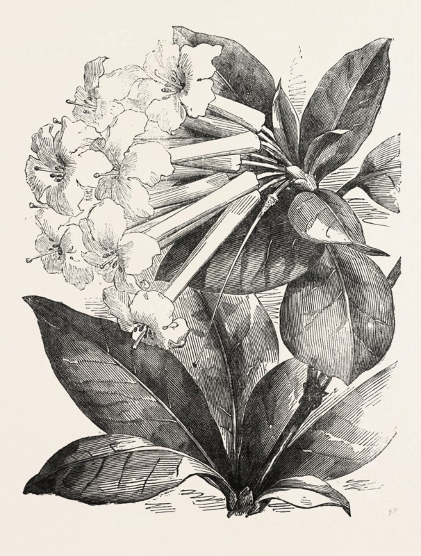 JASMINE-FLOWER RHODODENDRON