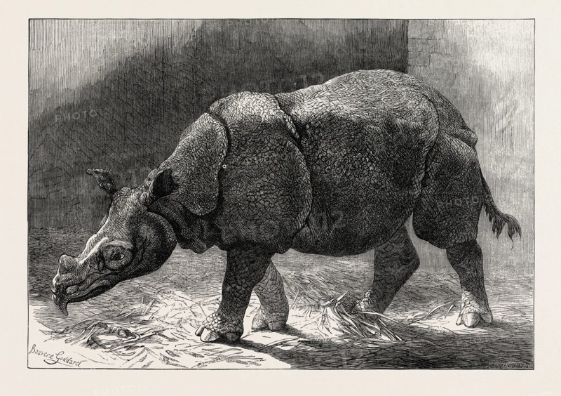 THE NEW RHINOCERUS IN THE GARDENS OF THE ZOOLOGICAL SOCIETY, 1874