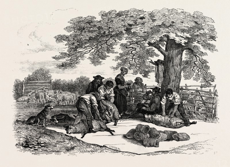 AGRICULTURAL PICTURES: SHEEP-SHEARING, 1846