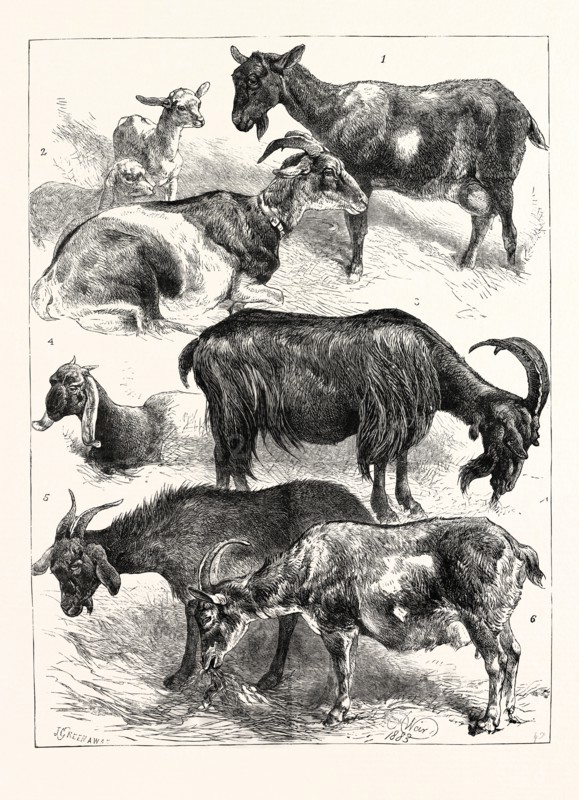 THE GOAT SHOW AT THE CRYSTAL PALACE, UK, 1883
