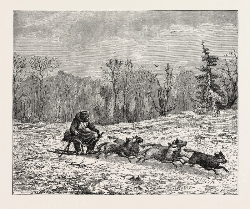 A SIBERIAN DOG SLEDGE.