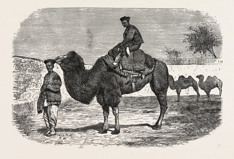 CAMELS OF THE NORTH OF CHINA