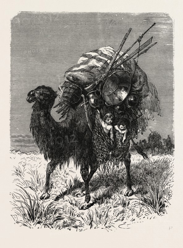 A MONGOL CAMEL ON THE MARCH