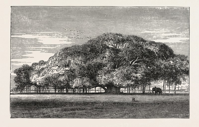 THE GREAT BANYAN TREE (FICUS INDICA) IN THE BOTANICAL GARDENS, CALCUTTA, INDIA