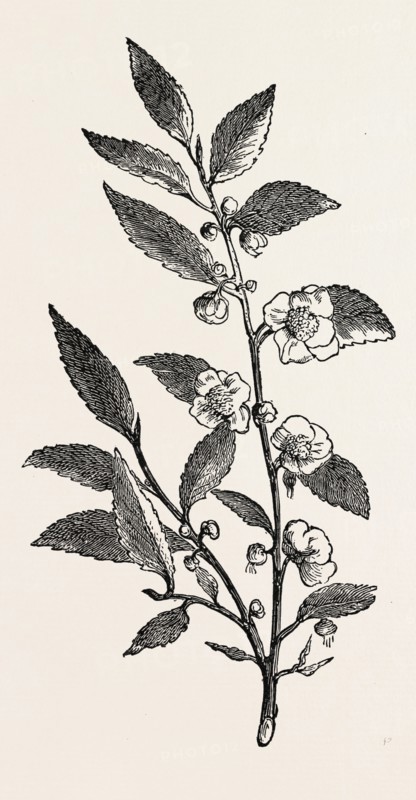 TEA PLANT (Thea viridis)