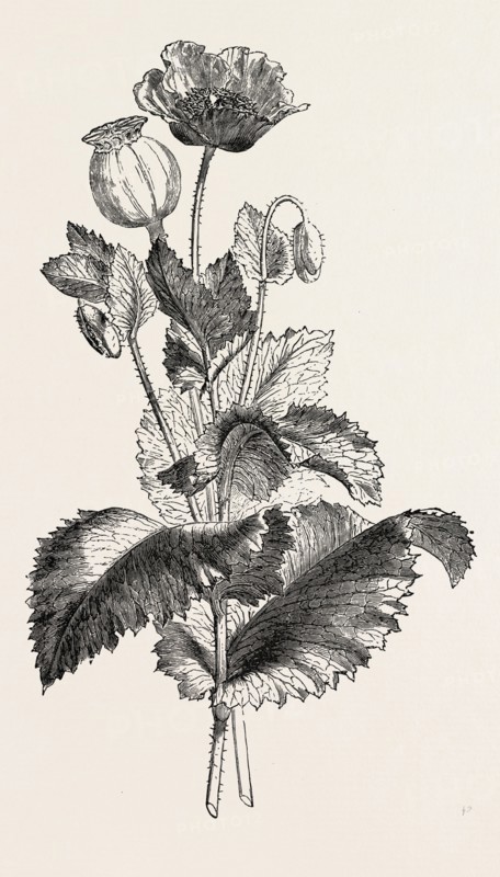 THE OPIUM POPPY (Papaver somniferum)