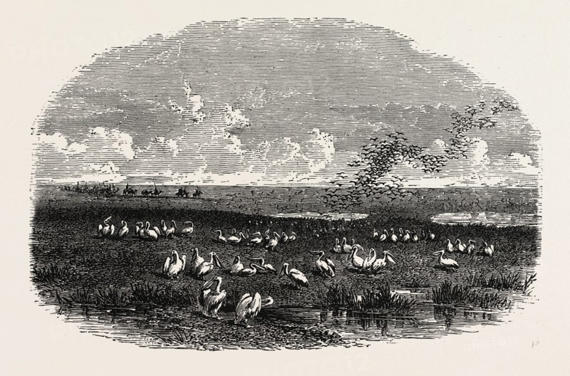 SCENE ON THE STEPPES OF THE CASPIAN