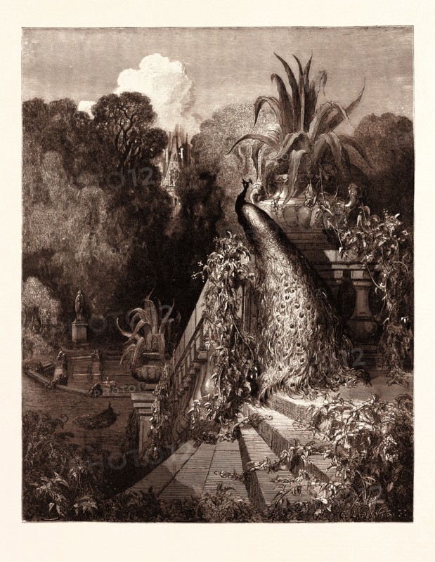 THE PEACOCK COMPLAINING TO JUNO, BY Gustave Doré. Dore, 1832 - 1883, French. Engraving for Fables by Jean de la Fontaine. 1870, Art, Artist, romanticism,colour, color engraving.