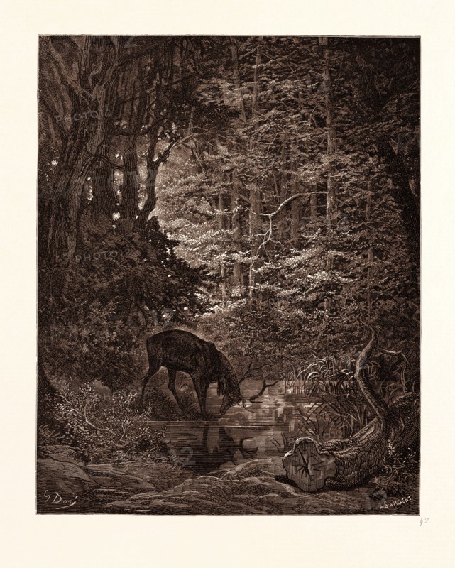 THE STAG VIEWING HIMSELF IN THE STREAM, BY GUSTAVE DORE