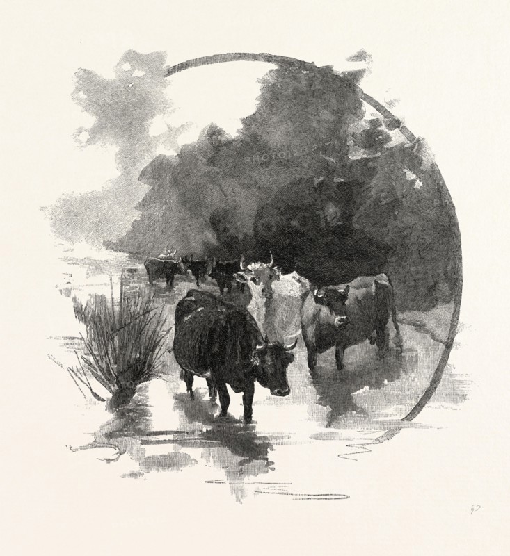 THE WATERING PLACE, CANADA, NINETEENTH CENTURY ENGRAVING