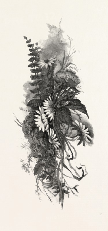 WOODLAND FLOWERS, CANADA, NINETEENTH CENTURY ENGRAVING