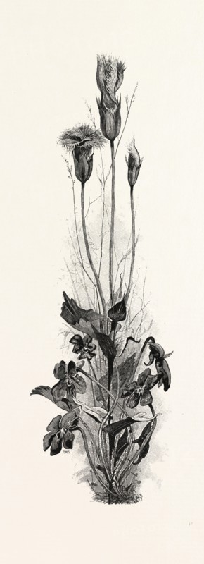 WOOD VIOLETS, AND FRINGED GENTIAN, CANADA, NINETEENTH CENTURY ENGRAVING