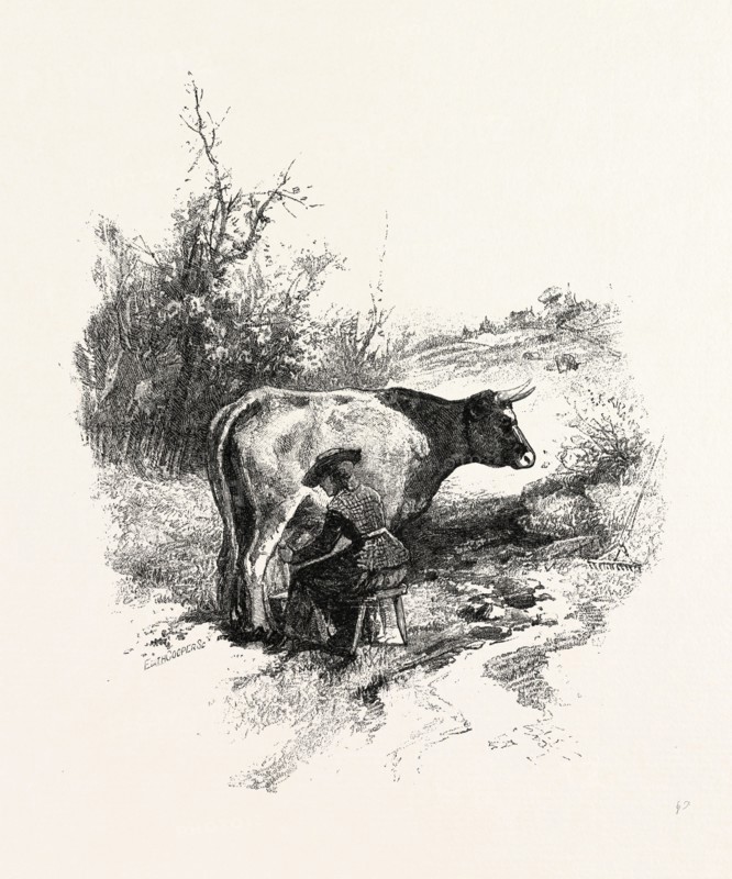 MILKING THE COW, CANADA, NINETEENTH CENTURY ENGRAVING