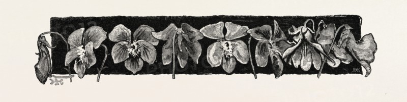 FLOWERS, ORNAMENT, PATTERN, DESIGN, CANADA, NINETEENTH CENTURY ENGRAVING