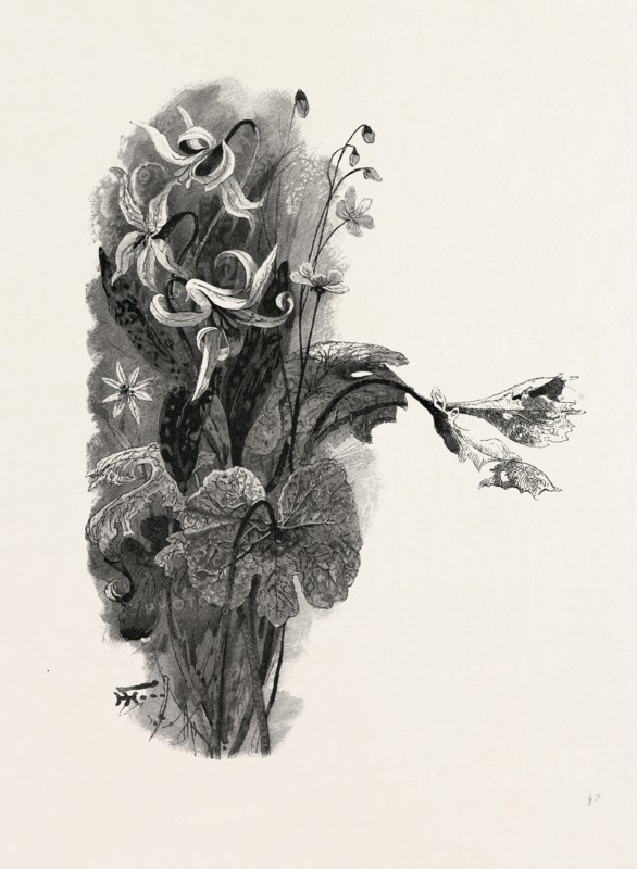 NOVA SCOTIA, SPRING BEAUTY, SANGUINARIA, AND DOG-TOOTH VIOLET, CANADA, NINETEENTH CENTURY ENGRAVING