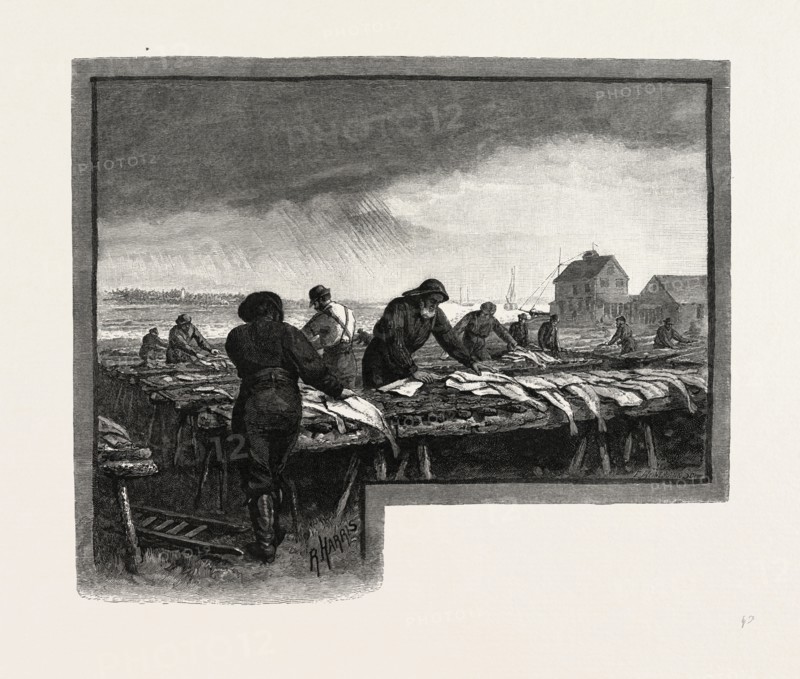 NOVA SCOTIA, DRYING CODFISH, CANADA, NINETEENTH CENTURY ENGRAVING