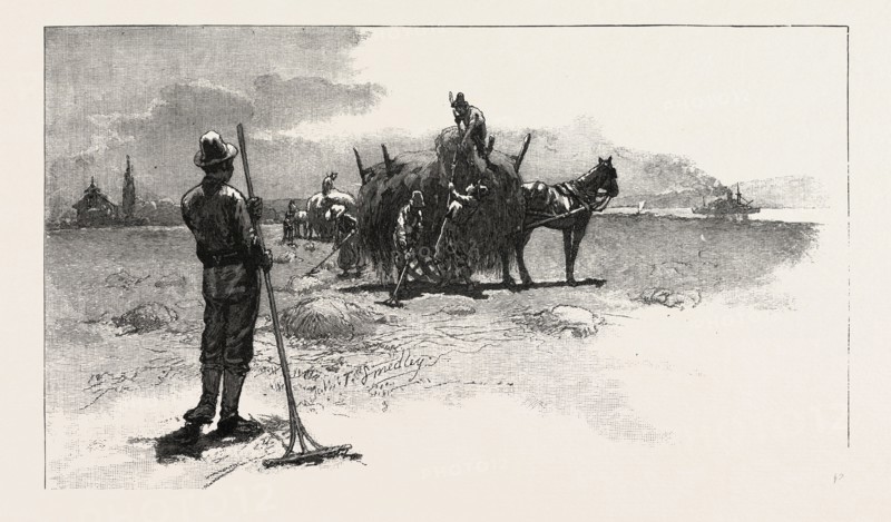 FRENCH CANADIAN LIFE, GATHERING MARSH HAY, CANADA, NINETEENTH CENTURY ENGRAVING