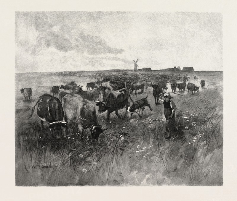 A MENNONITE GIRL HERDING CATTLE, CANADA, NINETEENTH CENTURY ENGRAVING