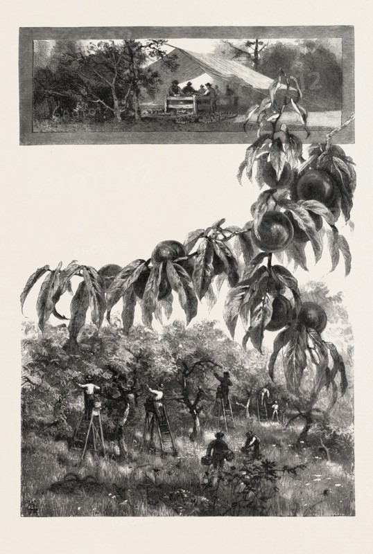 NIAGARA DISTRICT, THE FRUIT HARVEST, CANADA, NINETEENTH CENTURY ENGRAVING