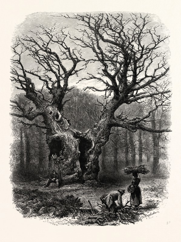 WINDSOR: William the Conqueror's Oak, UK, britain, british, europe, united kingdom, great britain, european