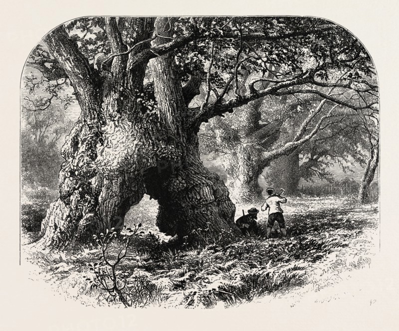 THE FOREST SCENERY OF GREAT BRITAIN: Oaks in Needwood Forest, UK, britain, british, europe, united kingdom, great britain, european