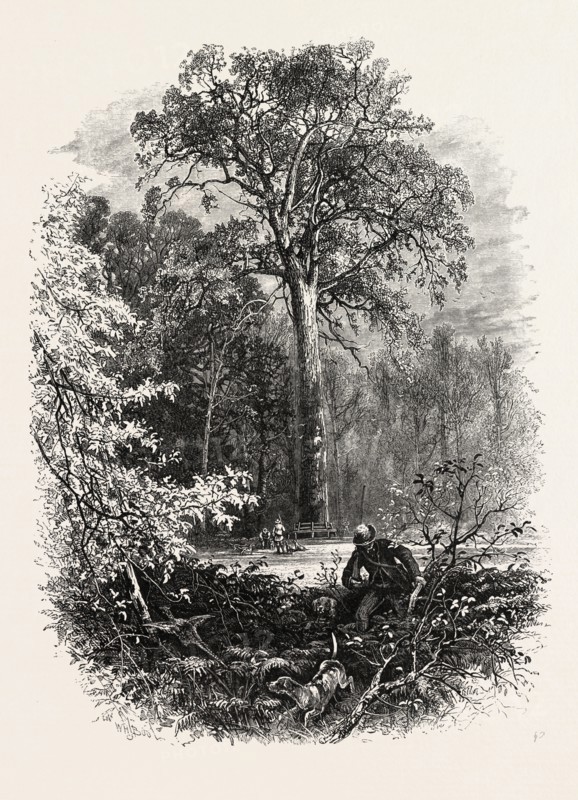 THE FOREST SCENERY OF GREAT BRITAIN: The Victoria Oak, Windsor Forest, UK, britain, british, europe, united kingdom, great britain, european