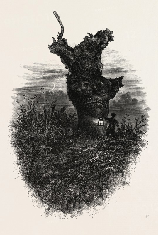 The Monkey Tree, Burnham Beeches, UK, britain, british, europe, united kingdom, great britain, european
