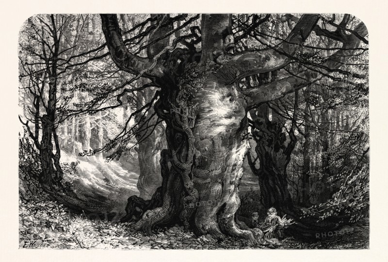 THE FOREST SCENERY OF GREAT BRITAIN: BURNHAM BEECHES, UK, britain, british, europe, united kingdom, great britain, european