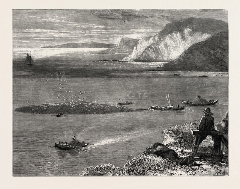 Pilchard Fishing off the Lizard, UK, britain, british, europe, united kingdom, great britain, european