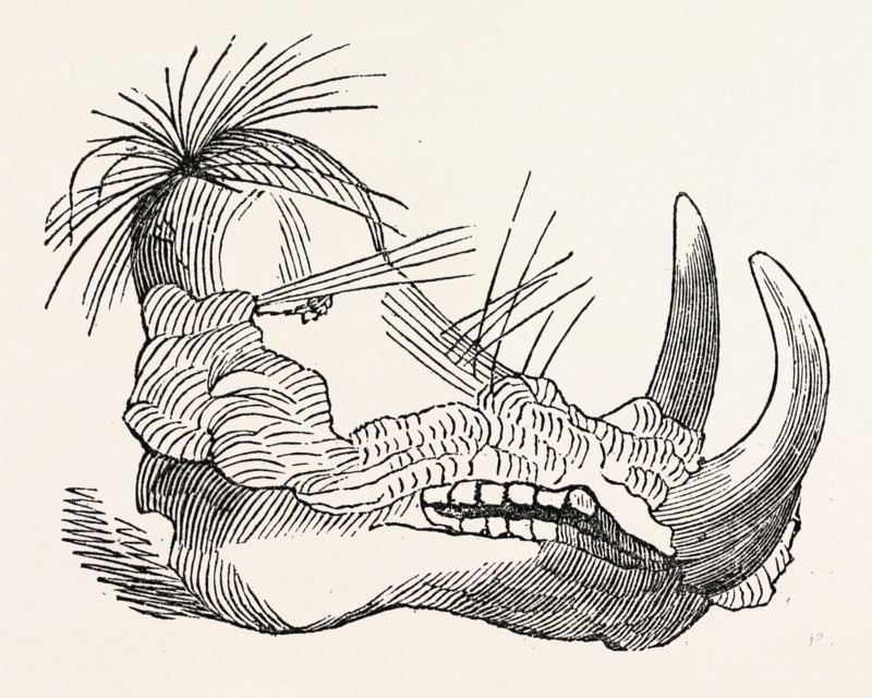 HEAD OF THE ETHIOPIAN BOAR.