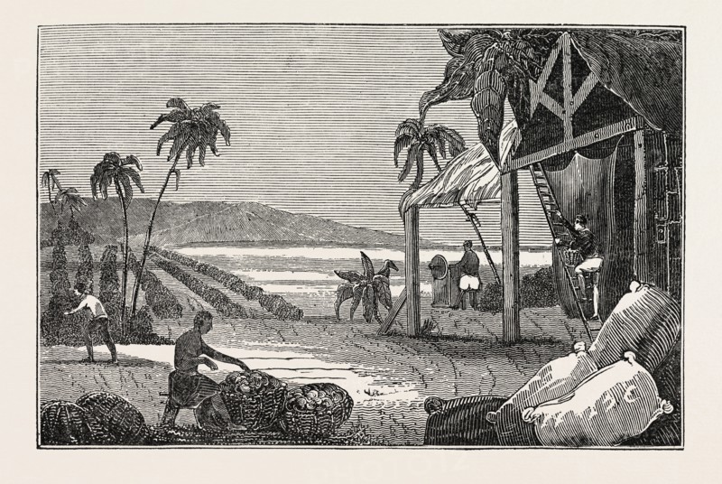 CULTIVATION OF THE COTTON PLANT, GUIANA. The Guianas, sometimes called by the Spanish loan-word Guyanas (Las Guayanas) refers to a region in north-eastern South America