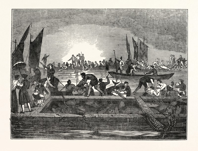 THE TUNNY FISHERY