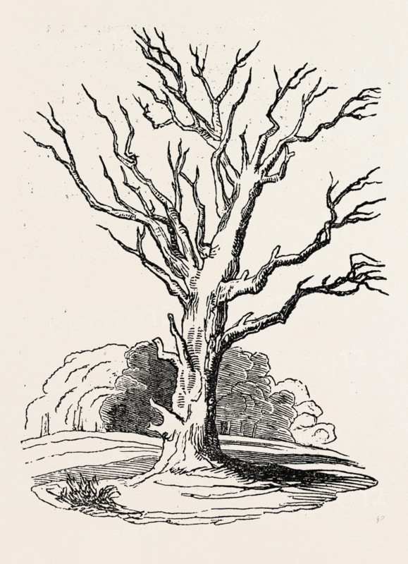 HERNE'S OAK, IN WINDSOR PARK. UK, britain, british, europe, united kingdom, great britain, european