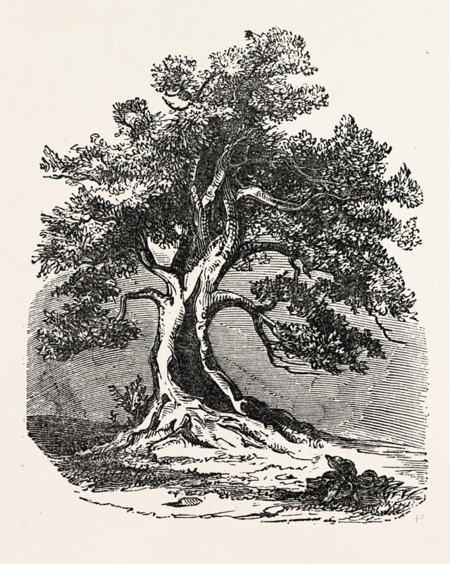 AN OLD OAK, IN ITS DECAYED STATE.