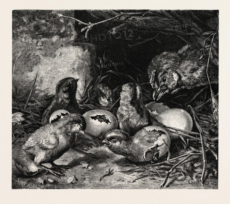 AN INTERESTING CRISIS. GUSTAVE SÃúS
