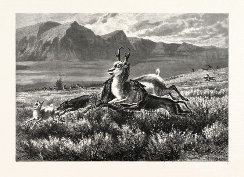 ANTELOPE-HUNTING ON THE PLAINS. W.M. CARY