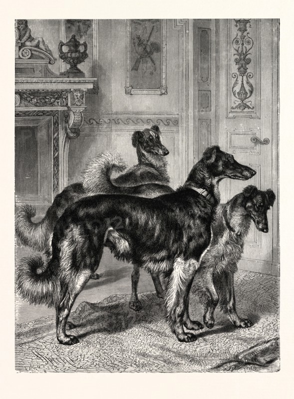 GENTLEMEN OF LEISURE. BY SPECHT. Dogs