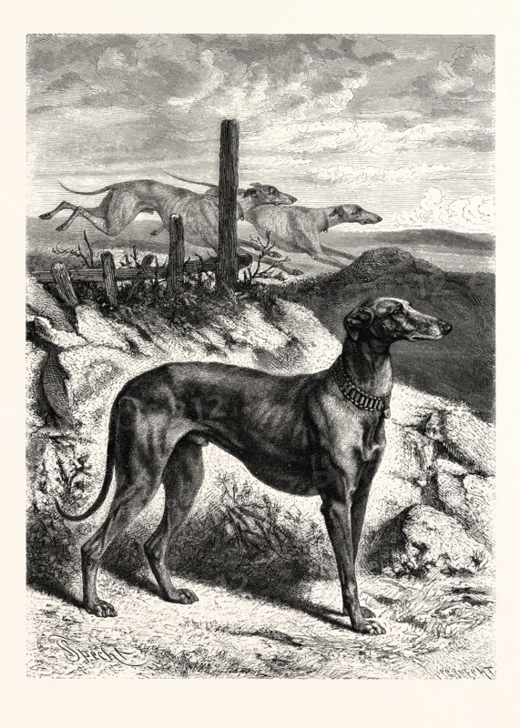 ENGLISH GREYHOUNDS. AFTER SPECHT