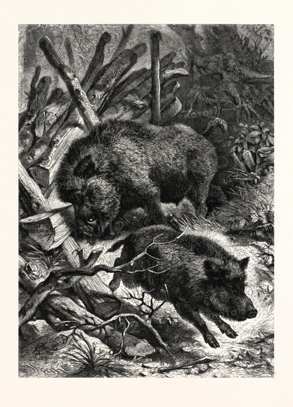 WILD BOARS. AFTER SPECHT. Wild boar (Sus scrofa), also known as wild pig, is a species of the pig genus Sus, part of the biological family Suidae. The species includes many subspecies. It is the wild ancestor of the domestic pig, an animal with which it freely hybridises.