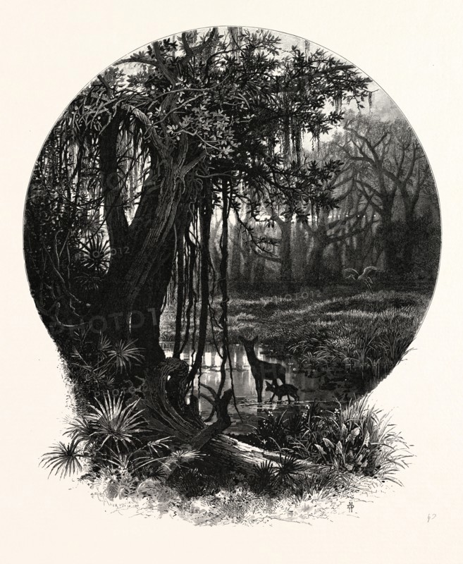 A HUMMOCK, FLORIDA. J.D. WOODWARD