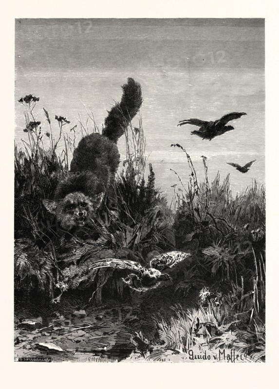 ALMOST A DINNER! AFTER GUIDO VON MAFFEI. Fox, bird, birds