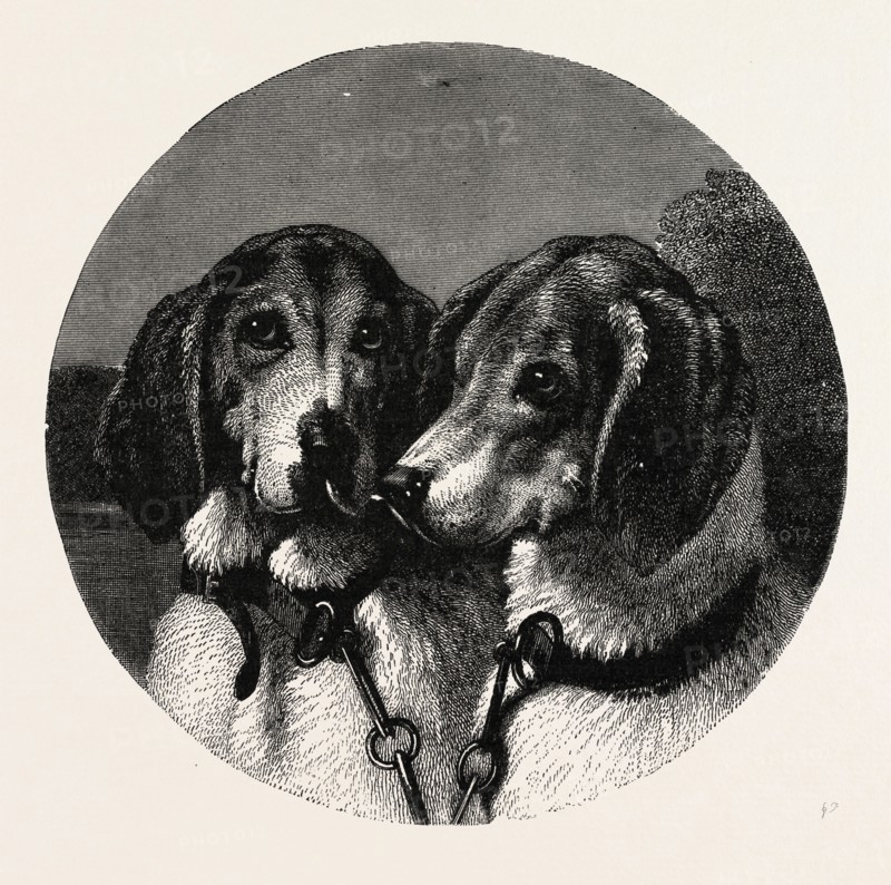 THE STAG-HOUNDS