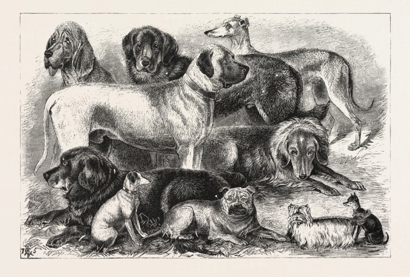 Price winners at the Alexandra Palace Dog Show, 1876, London, UK, britain, british, europe, united kingdom, great britain, european